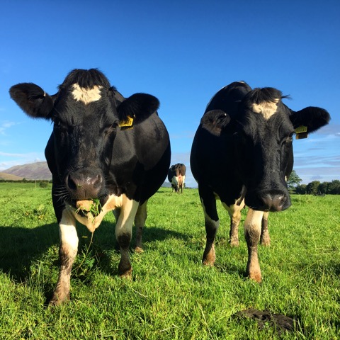 auchenice4 auchenice4