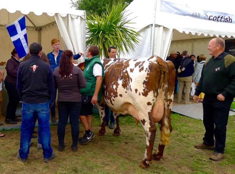 uradalenormanycow2 uradalenormanycow2