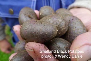 shetblksWB shetblksWB