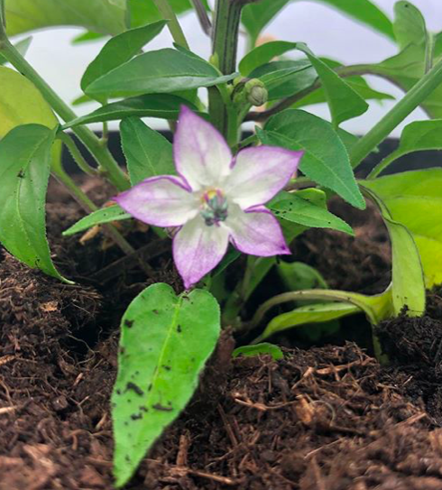 chiili-flower chiili-flower