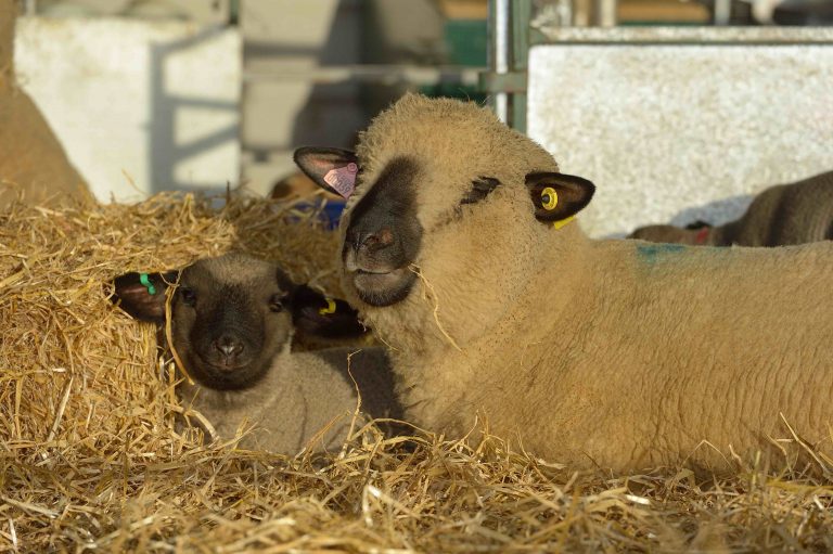 brand sheep1 768x511