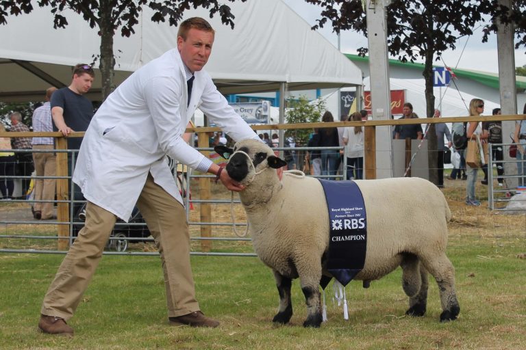 brand sheep3 Grantangus 768x512