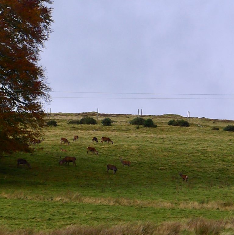 carmichael deer 768x772