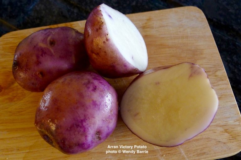 arranvictory1 768x510