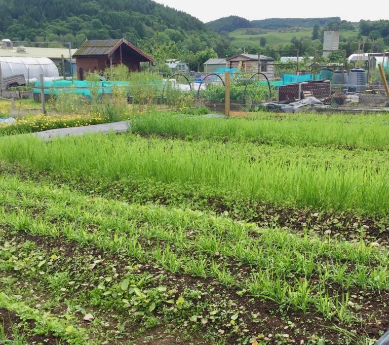 wild hearth allotment 768x680