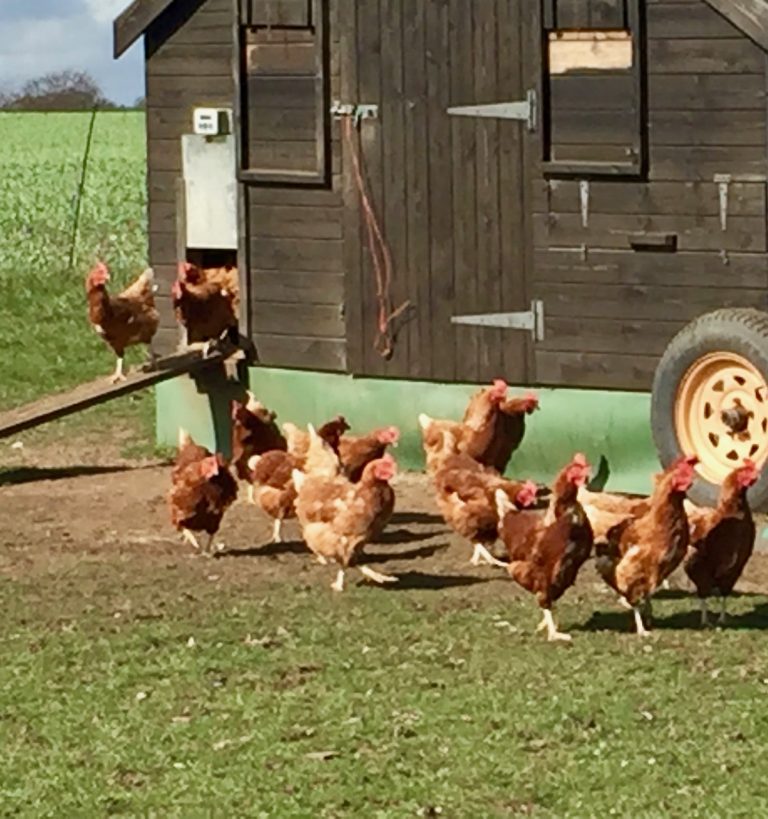 brand chooks 768x819