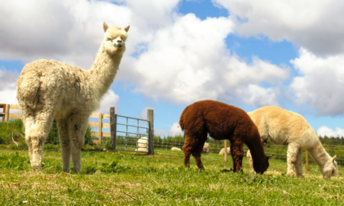 elchies alpacas