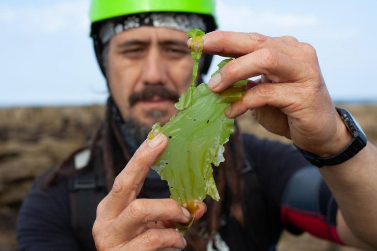 Jayson Byles Scottish Seaweed Sea lettuce 768x512