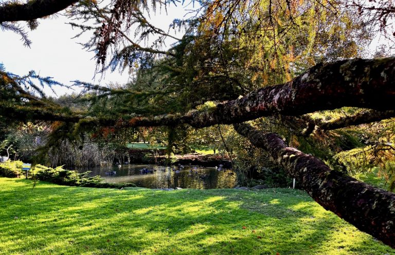 errichel pond21 768x497