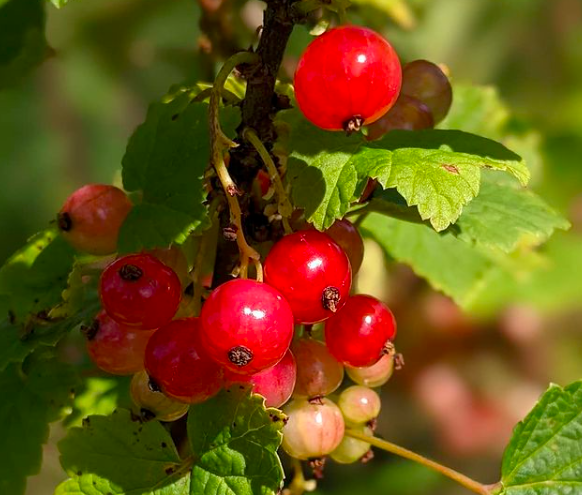 huntly redcurrants