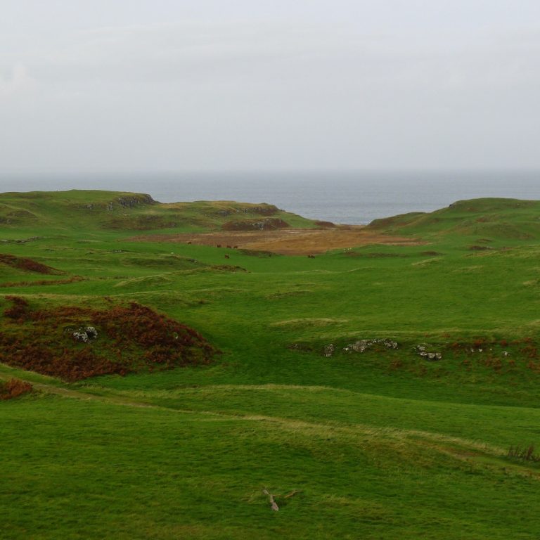 Glengorm oct21 cattle 768x768