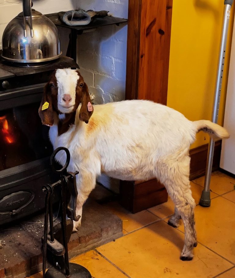 elchies goat2 1 768x907