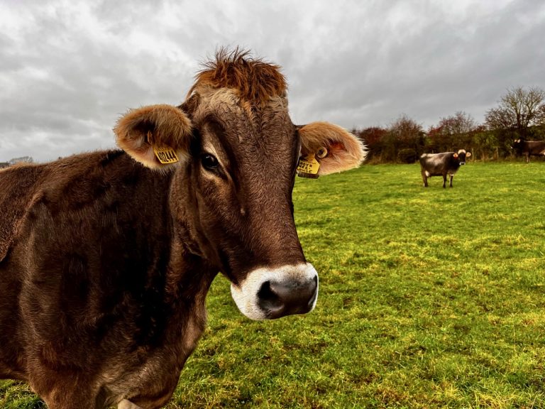 kedar cute cow 768x576