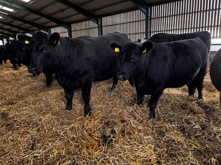 peelham visit oct21 cattle 768x576