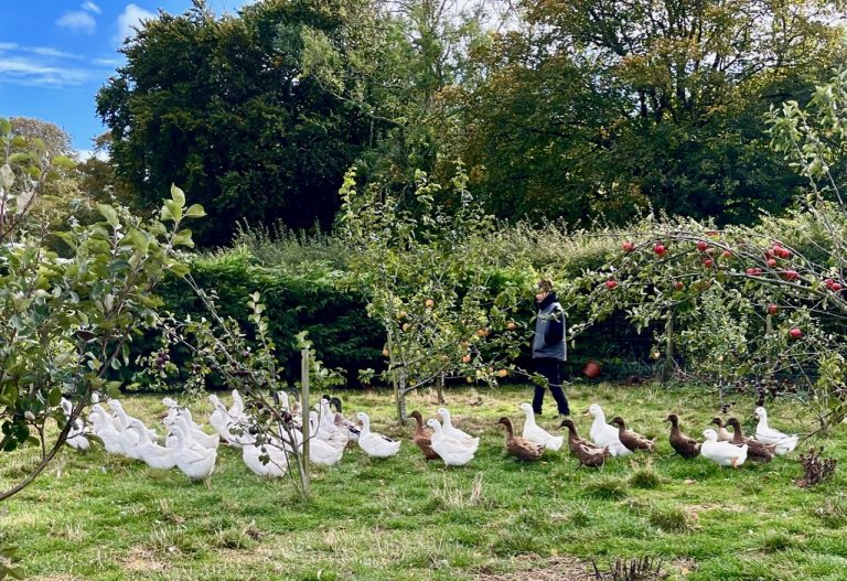 Robert ducks at Brand Family Farm©wb 768x527