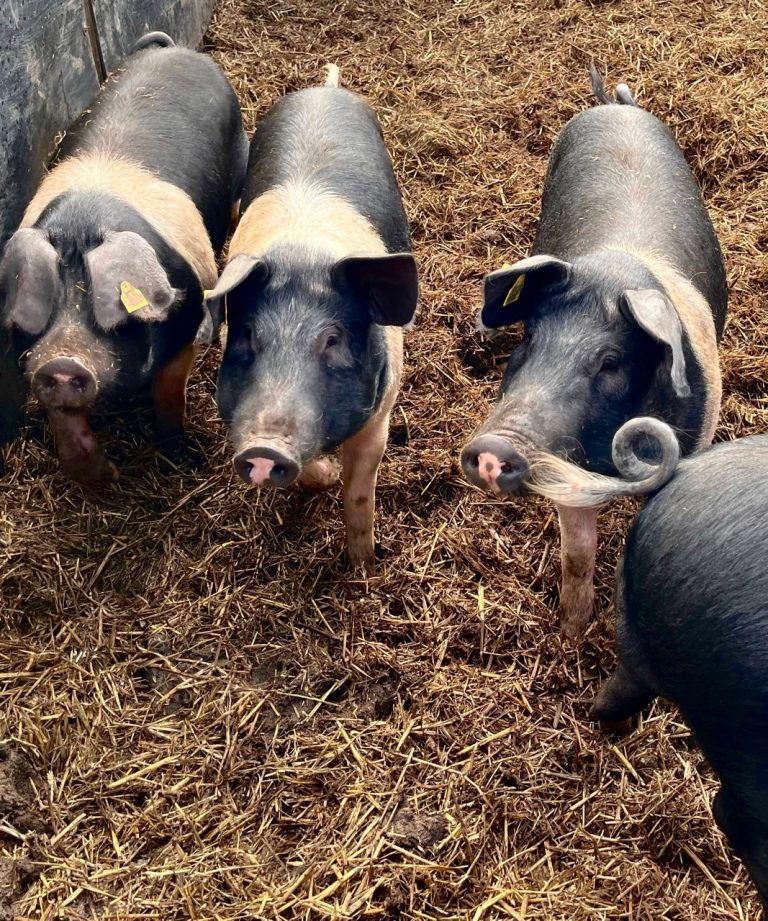 brand sept22 piggies 768x921