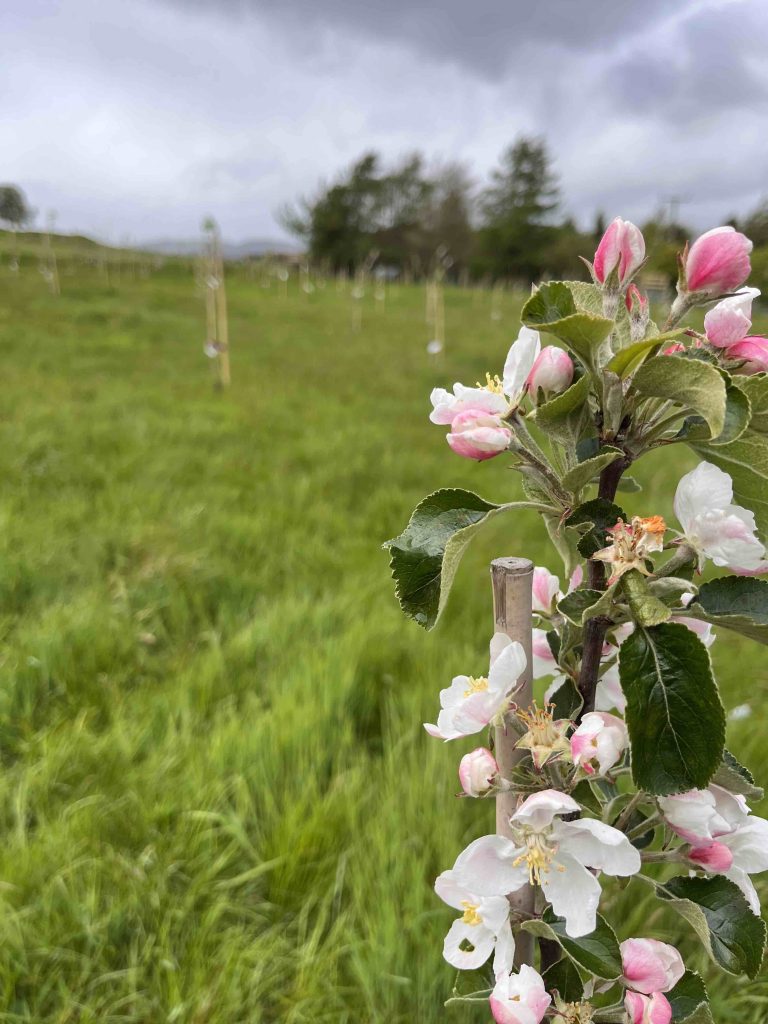 errichel orchard 768x1024