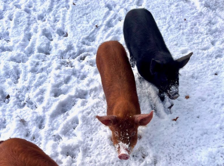 errington tamworth dec22 768x571