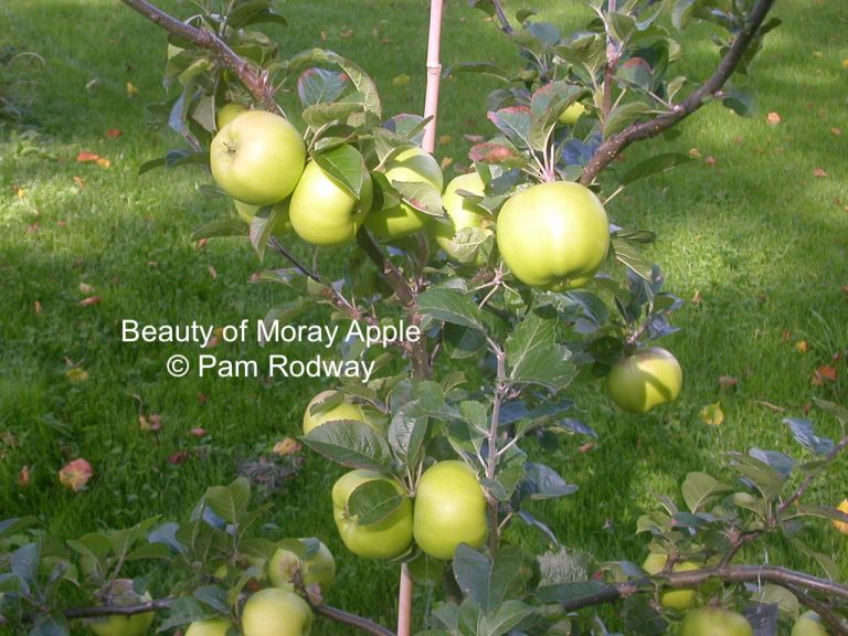 Beauty of MorayPAM 768x576