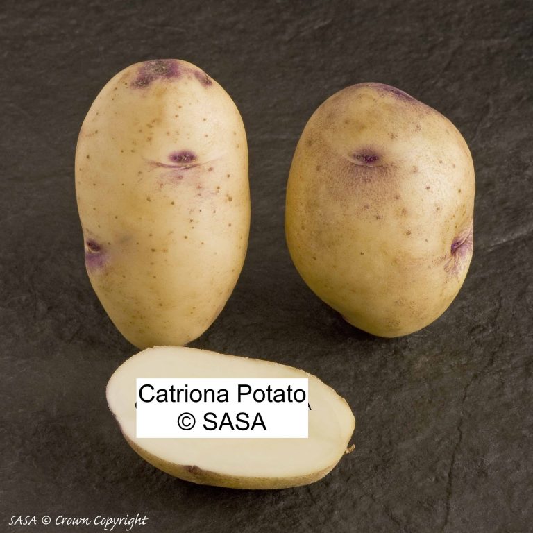 CatrionaSAS med 768x768