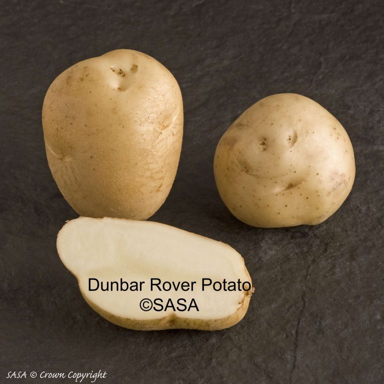 Dunbar Rover SASAmed 768x768