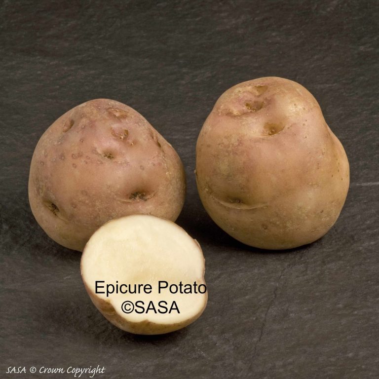 Epicure SASAmed 768x768