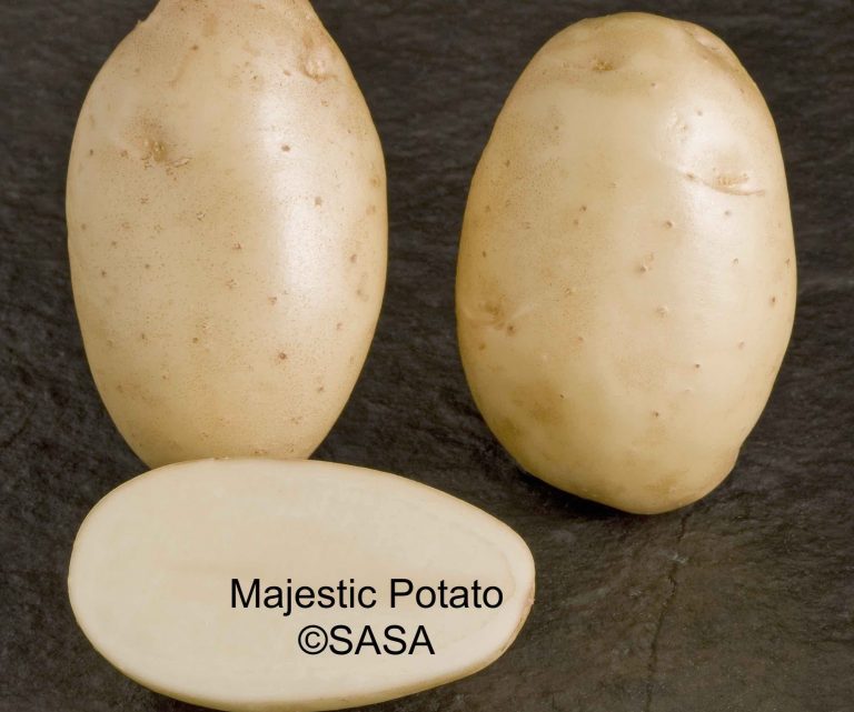 MajesticSASA med 1 768x641