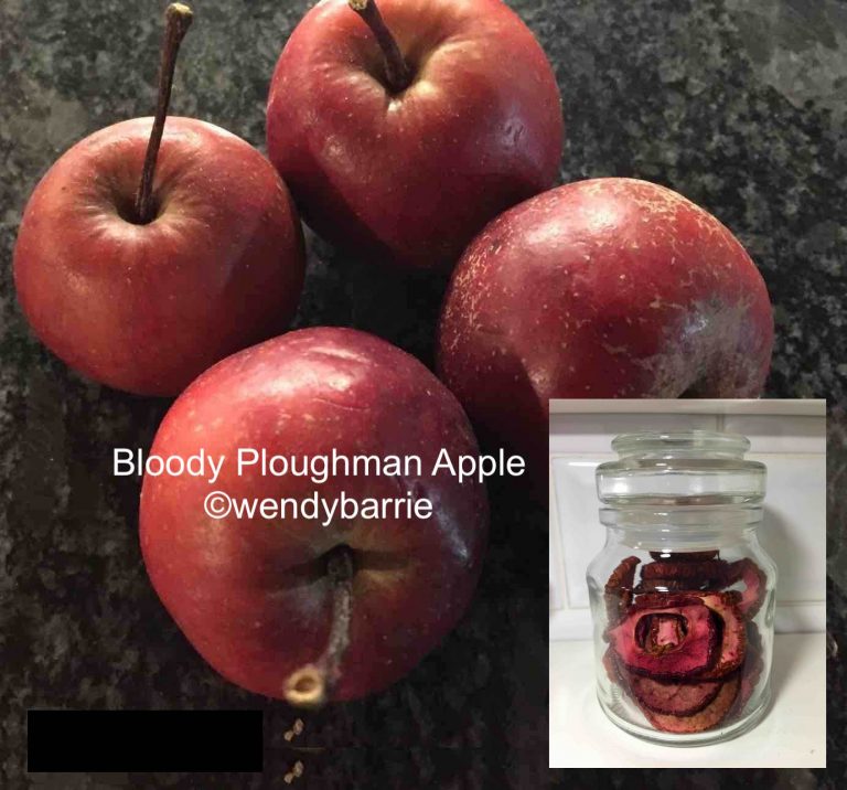 bloody ploughmanWBweb 768x716