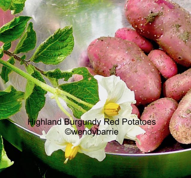 highland burgundy red pots