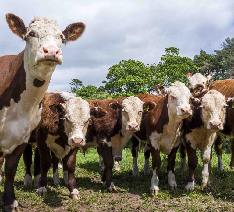 wilsons Agri tourism 1 768x696