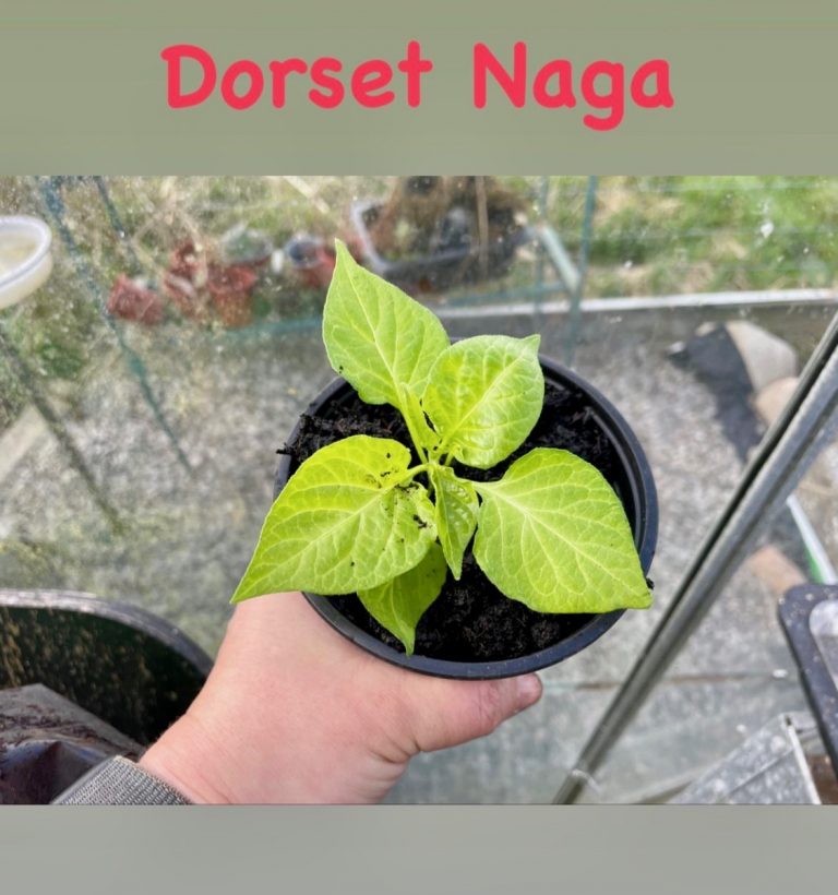 cilli nursery galloway 768x820