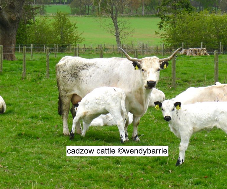 cadzow1 copy 768x641