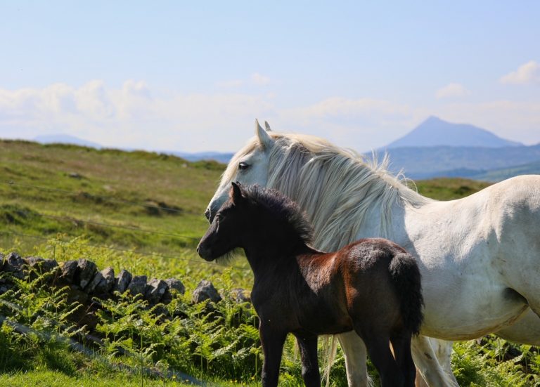 errichel pony image 768x551