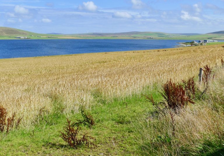 19 bere barley on orkney 768x535