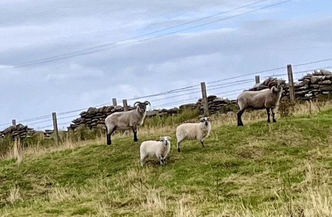 orkney 23 OB@westrayKim 1