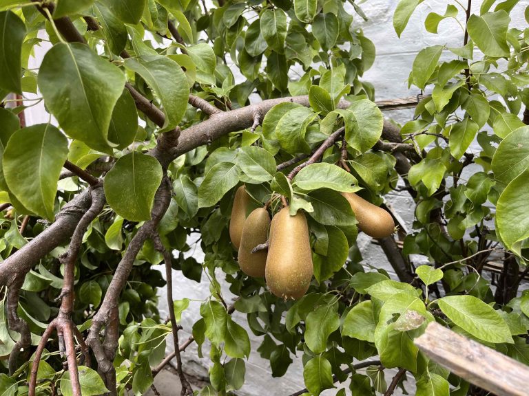 peartreecott3 768x576