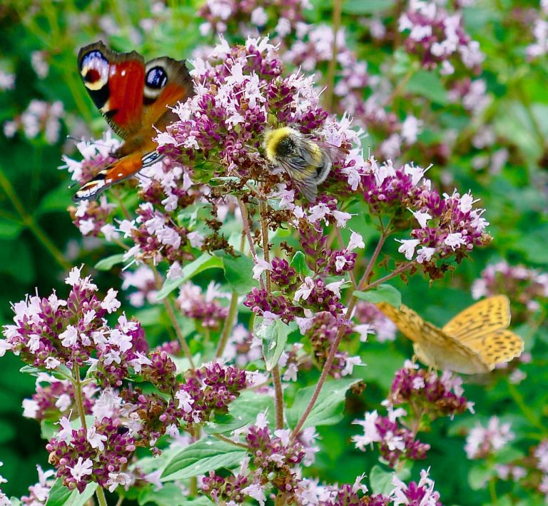 1 Peacock Butterflypearl bordered fritillarybee 21 768x709