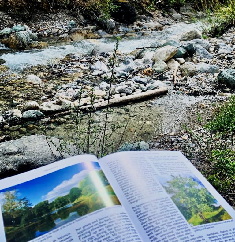 riperian read 768x791