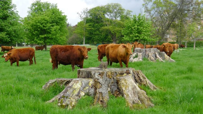 5ardross cows 768x432