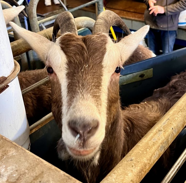 SFD dairy24 ER2 768x757