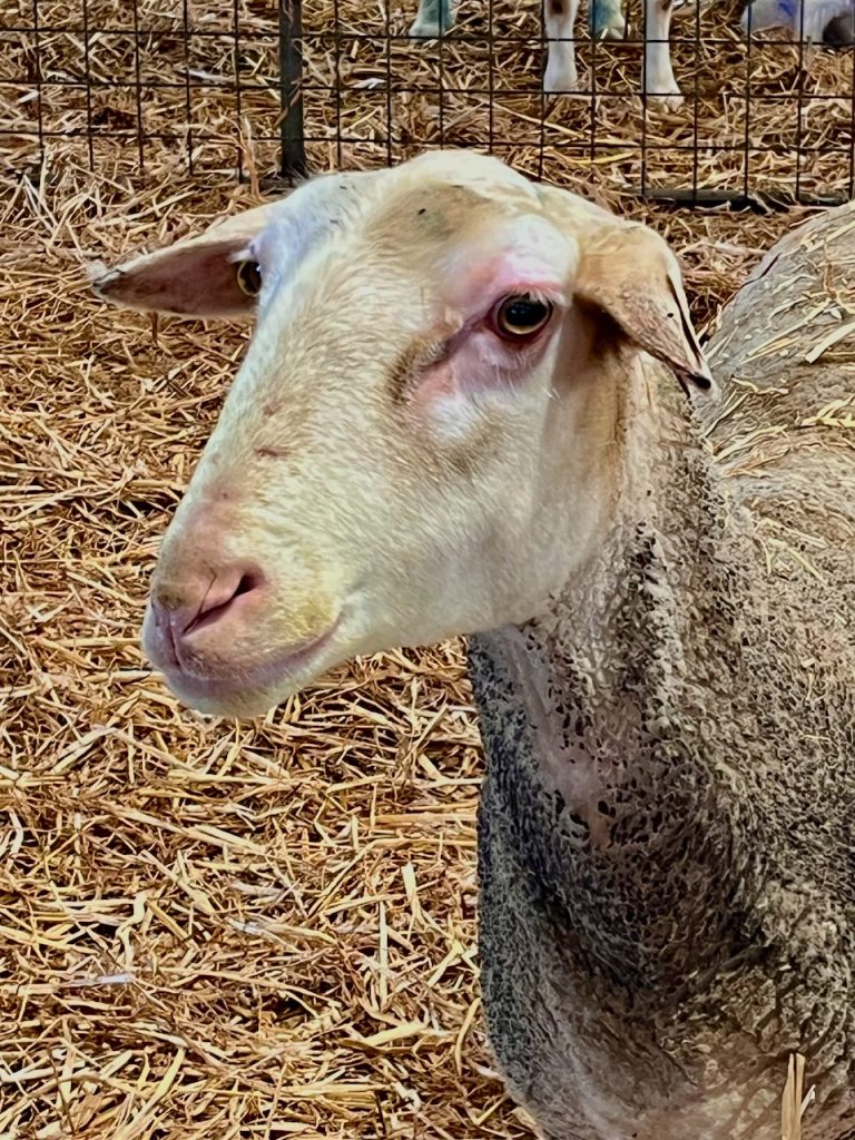 SFD dairy24 ER3 768x1024