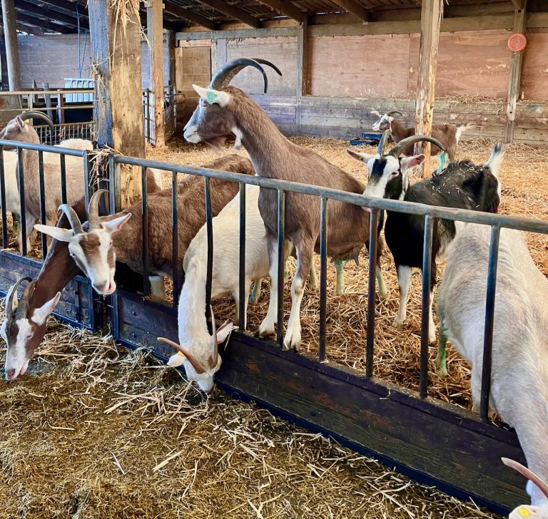 SFD dairy24 ER4 768x728