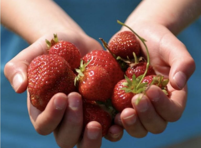craigie strawbs 1 768x567