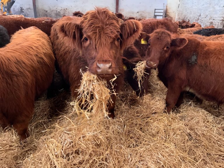 macbeth oct22a 768x576