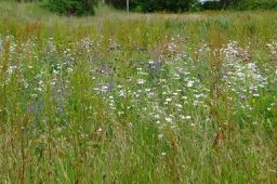 mhor meadow 2014 b