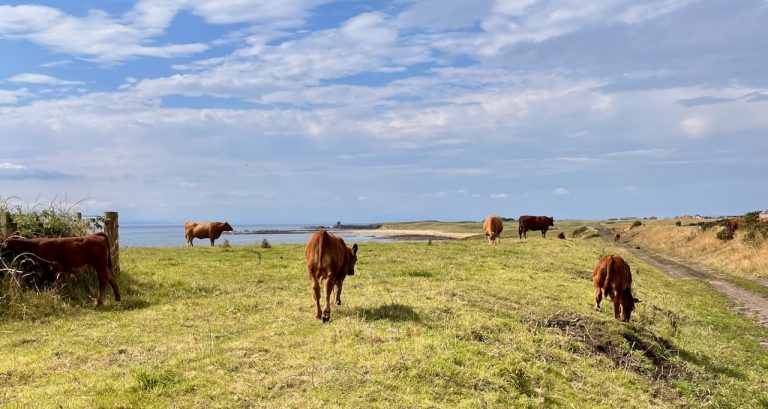 ardross cattle 768x409