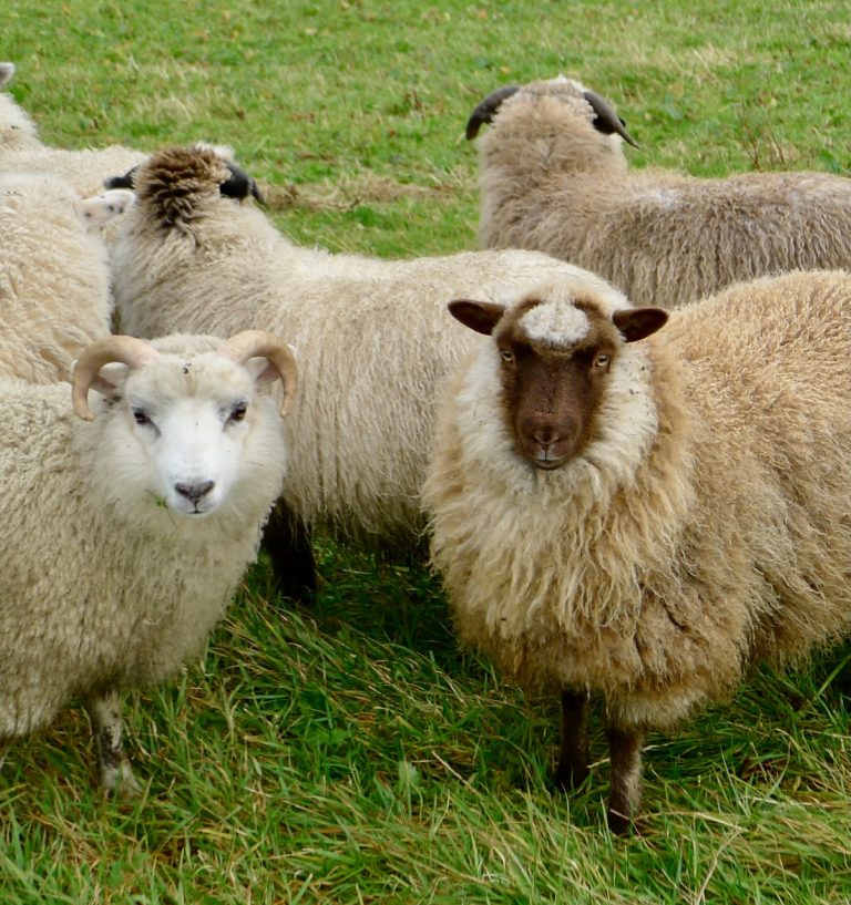 shetland uradale sheep faces 768x817