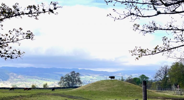 errichel cow on hill 768x418
