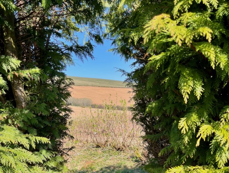 huntly hedge 768x581