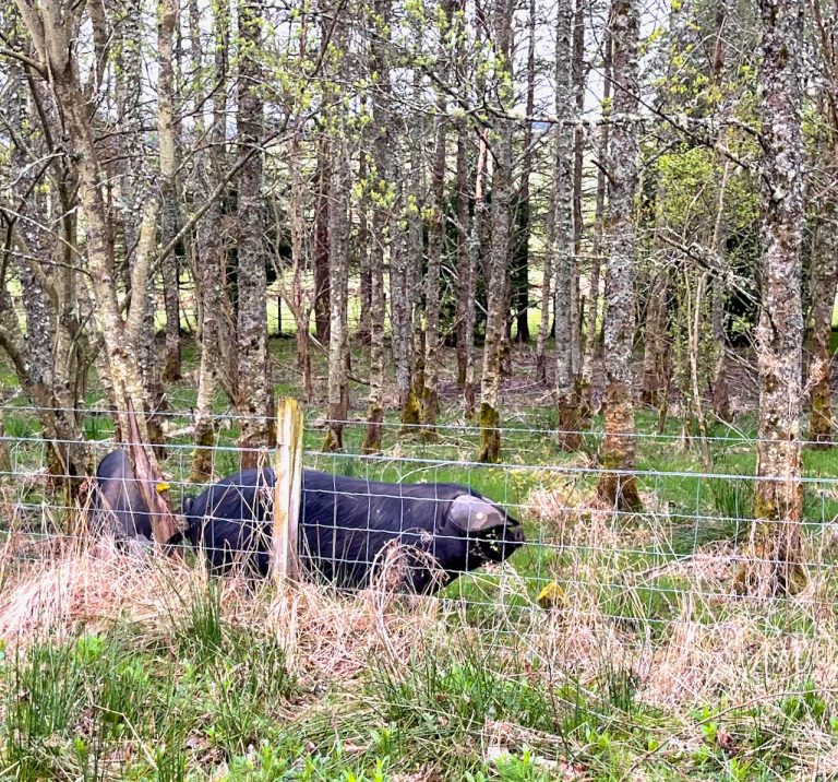 large blacks@errichel 768x716